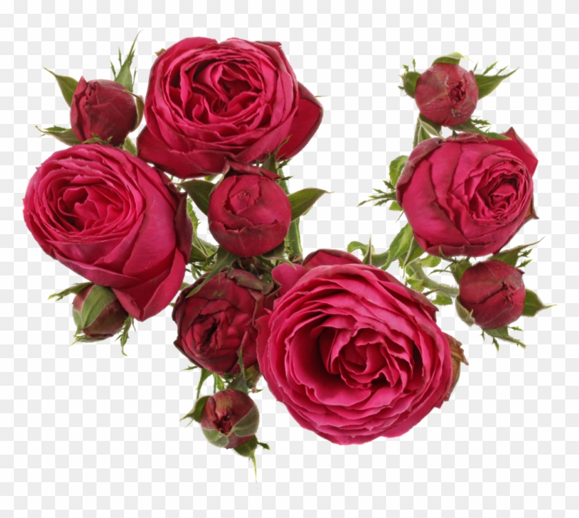 Hot Pink Lace - Garden Roses Clipart #6036524