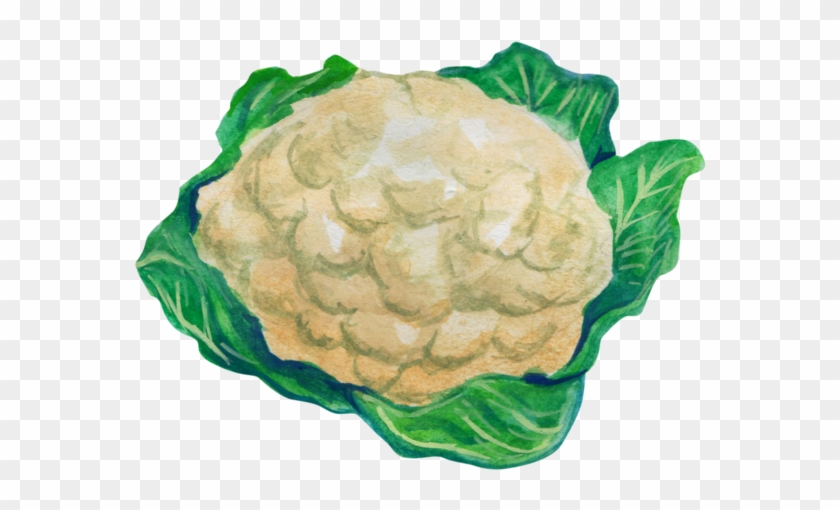 Cauliflower Drawing Leaf - Cauliflower Clipart #6037721