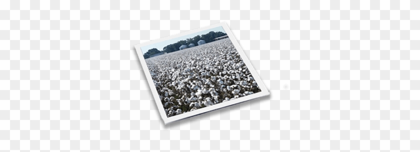 A Story Of Strength In Every Seed - Bling-bling Clipart