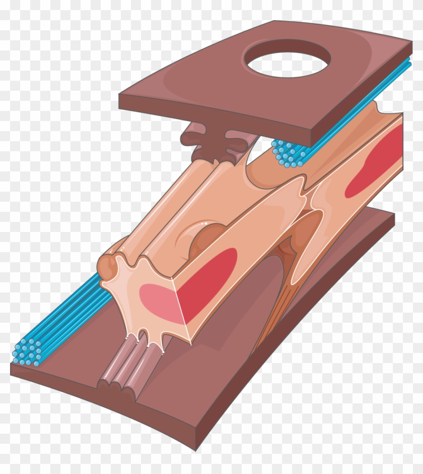 Download The Image - Plywood Clipart