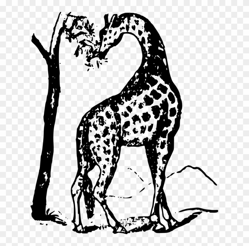 The White Giraffe Animal Computer Icons Mammal - Giraffe Eating A Tree Clipart Black And White - Png Download