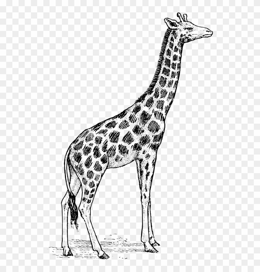 536 X 800 11 0 - Giraffe Black And White Clipart #6039184