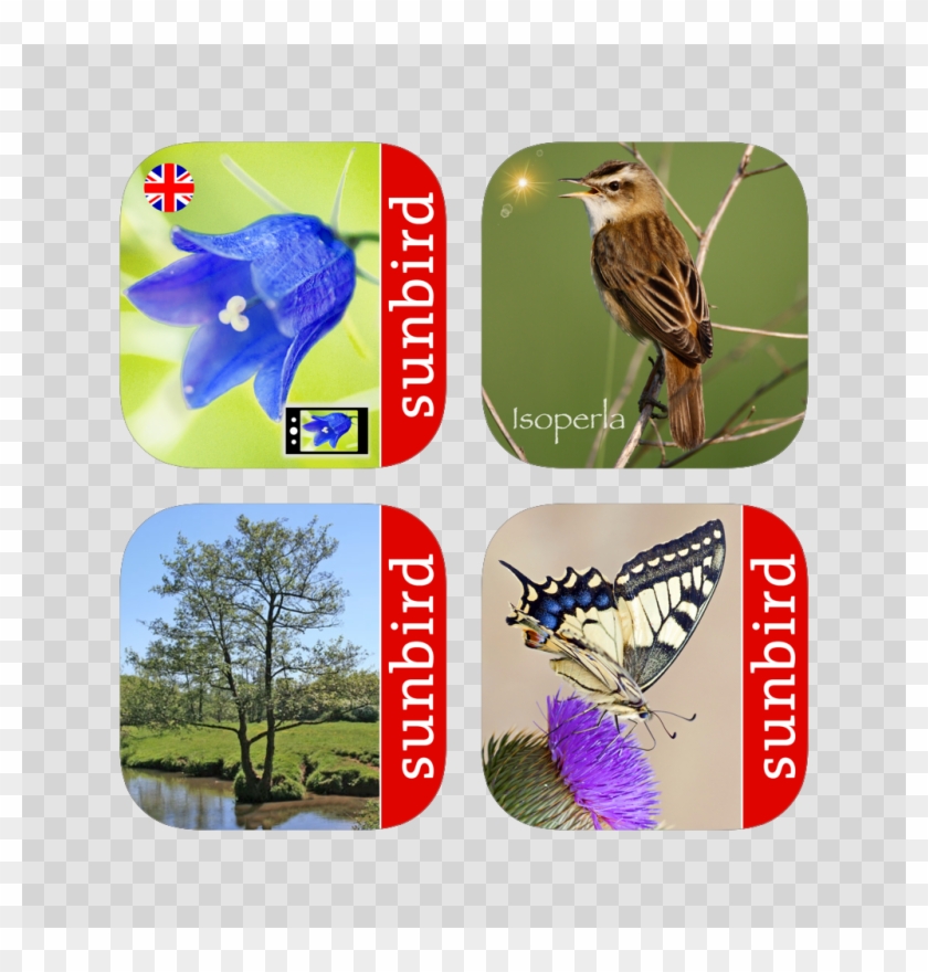 House Sparrow Clipart