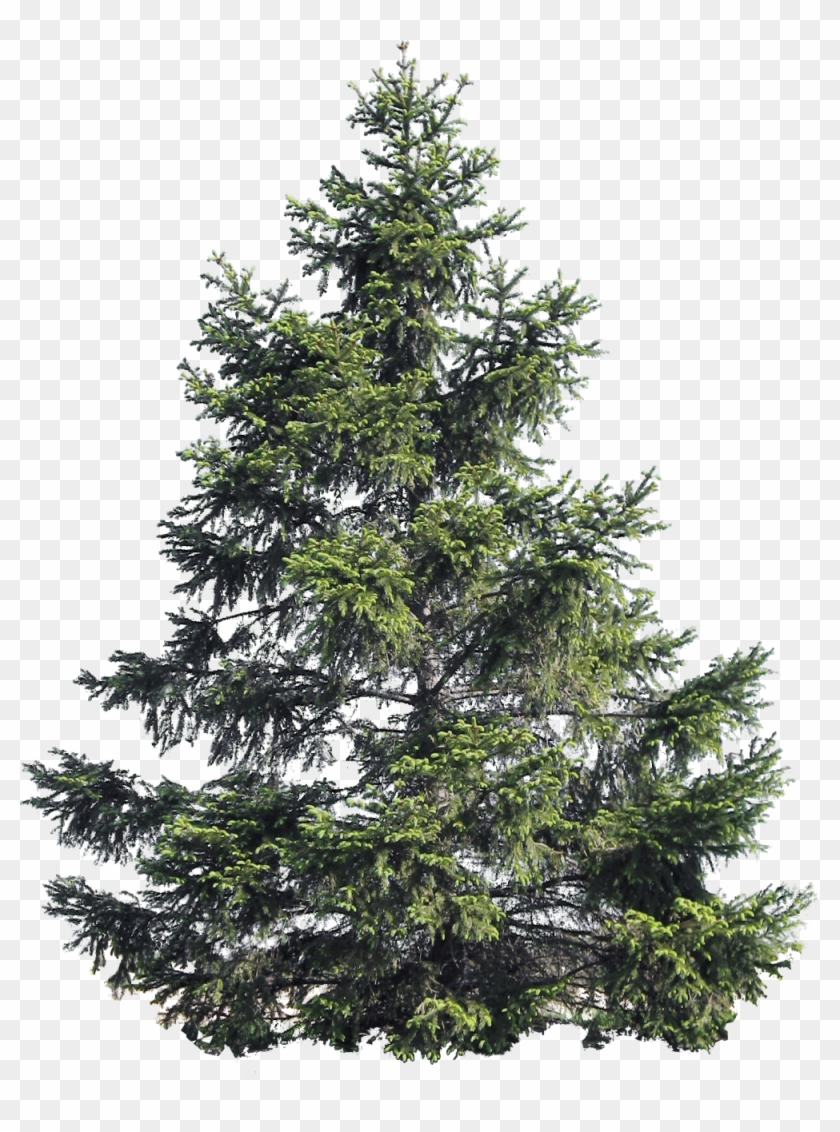 Cutout Fir Tree - Fir Tree Transparent Background Clipart