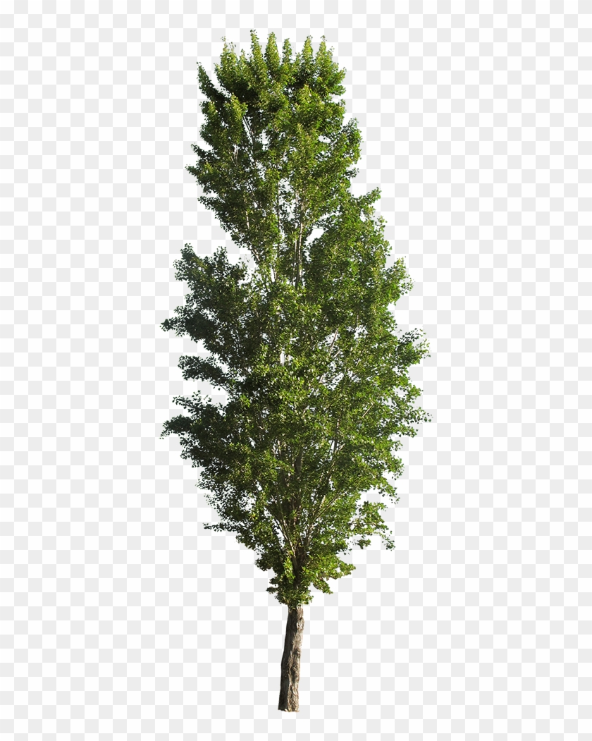Populus Tremula Erecta Png , Png Download - Populus Nigra Cut Out Clipart