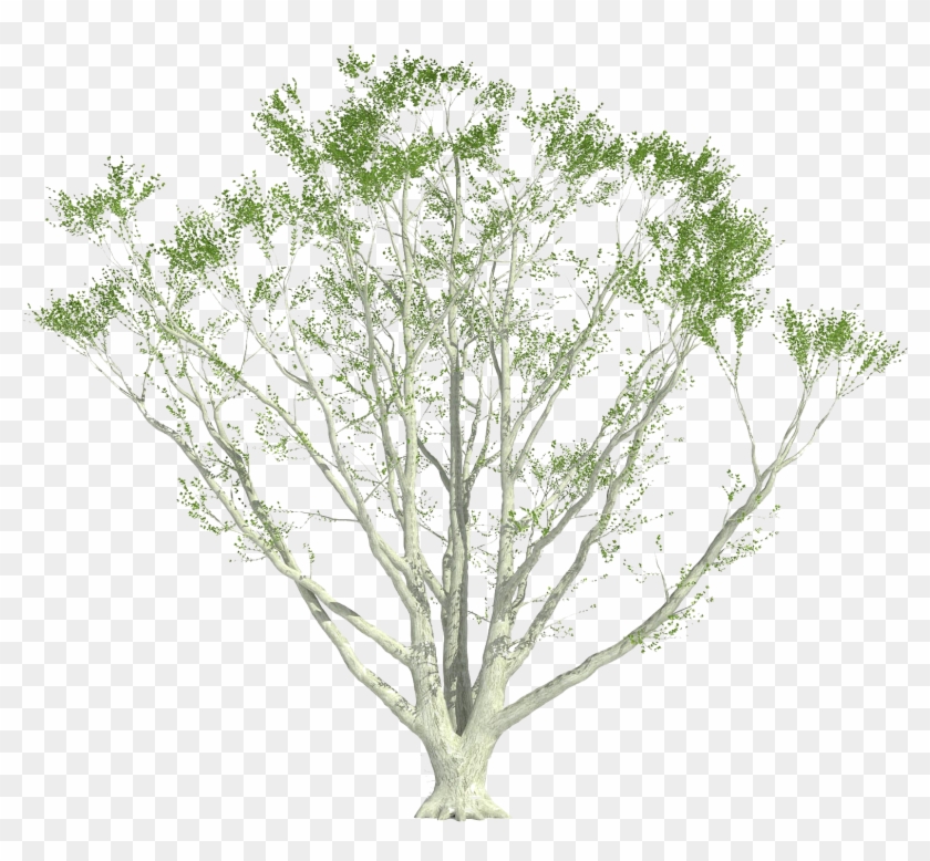 Shrub Clipart Cutout - Pond Pine - Png Download