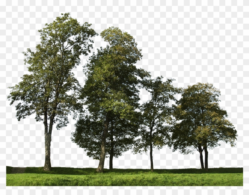 Big Trees Group - Bunch Of Tree Png Clipart #6045029