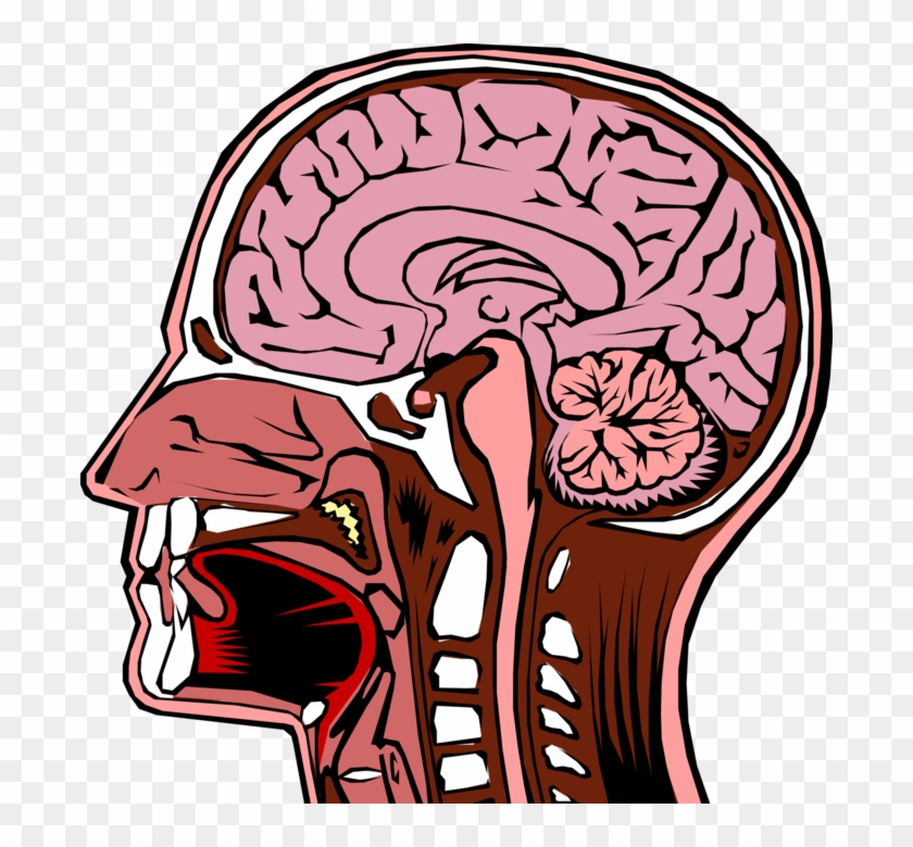 Vector Illustration Of Human Head Cross Section With - Cross Section Human Head Clipart #6045768