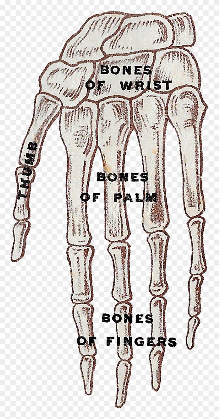 This Human Head Illustrations Show The Different Areas - Sketch Clipart #6045921
