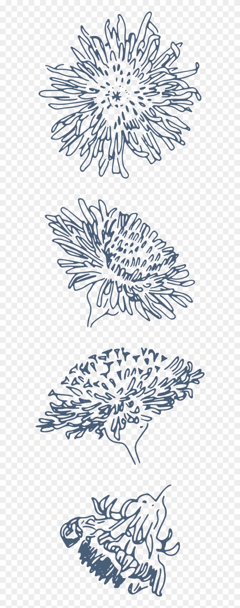 “butterhorns” Northeast News Journal, 2006 “and Then - Chrysanths Clipart