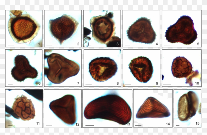 Pilosisporites Trichopapillus, - Thread Clipart #6049346