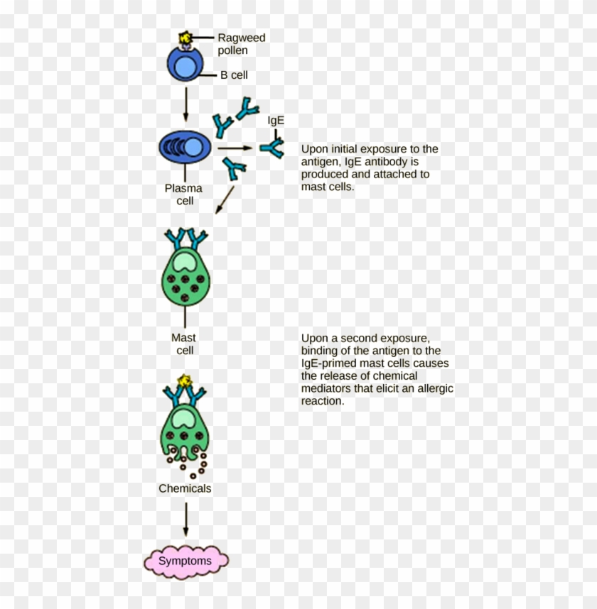 Imageedit 5 7958793934 - First And Second Exposure To Allergen Clipart