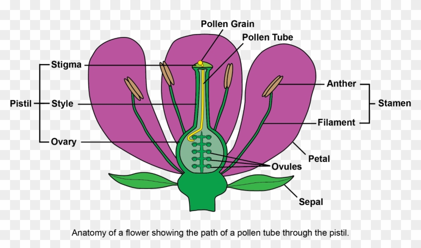 Pollen Tubes Are Truly Extraordinary - Self Incompatibility Plant Breeding Clipart