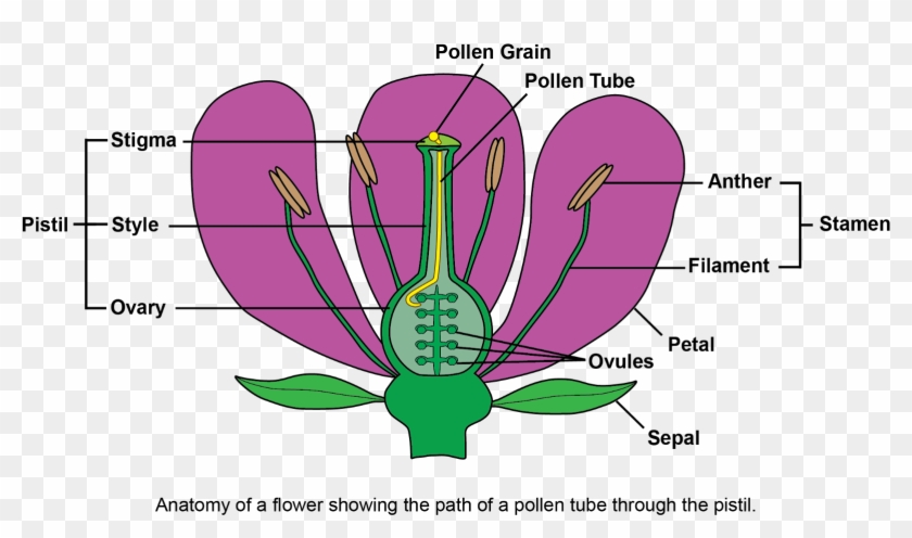 Pollen Tubes Are Truly Extraordinary - Self Incompatibility Plant Breeding Clipart #6050017