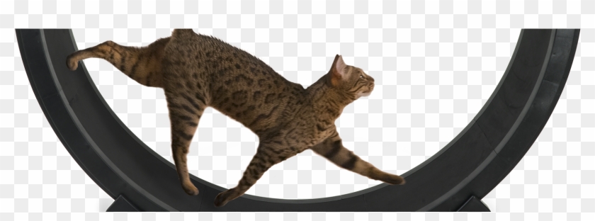 Happy Memorial Day - Egyptian Mau Clipart