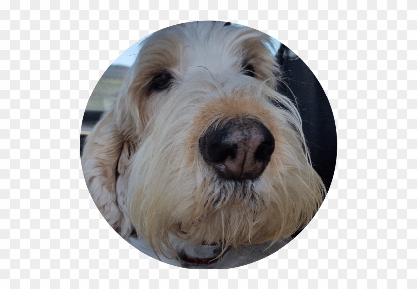 My Gbgv Life Plainfield, Il - Companion Dog Clipart #6056636