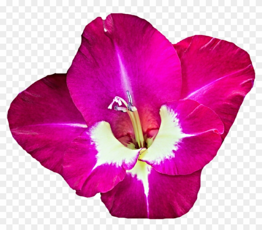 Download Gladiolus Png Free Download - Desert Rose Clipart #6056780
