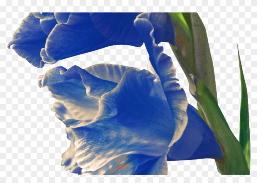 Iris , Png Download - Iris Clipart #6056970
