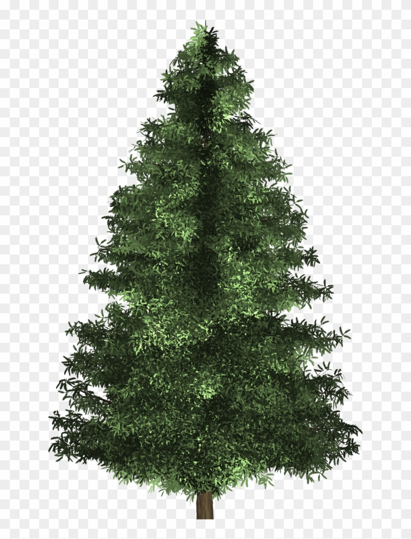 Spruce Tree - Real Natural Christmas Tree Clipart #615160