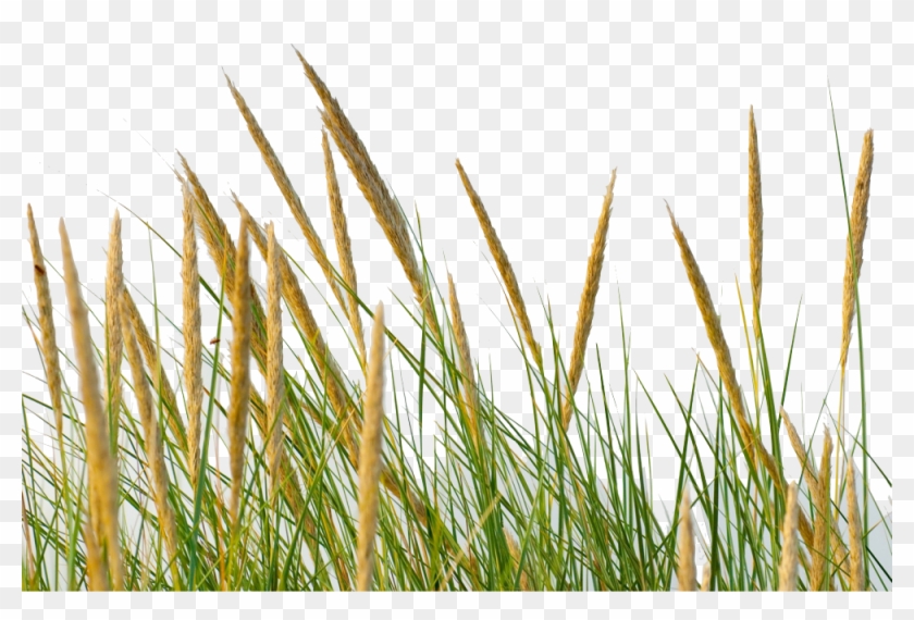 Grass Straw Png - Grass Africa Png Clipart #619170