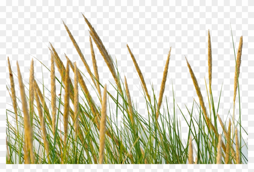 Grass Straw Png - Grass Africa Png Clipart
