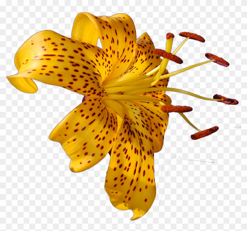 Png Images Of Tropical Flowers Png Transparent Library Clipart