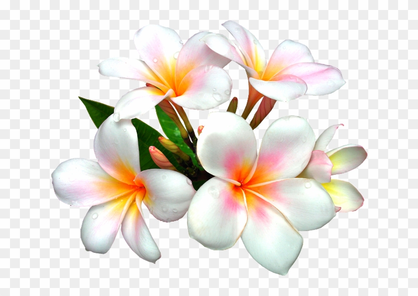 Nurcan Cüceoğlu /instagram/ Nurcandesigner White Flower - Real Flowers Clip Art - Png Download #619488