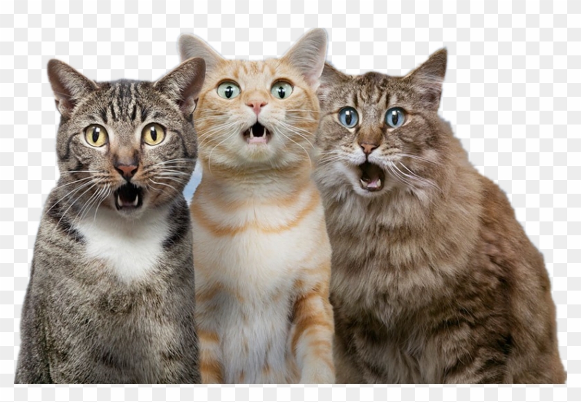 Cat Transparent Background Png - Surprised Cat Png Clipart