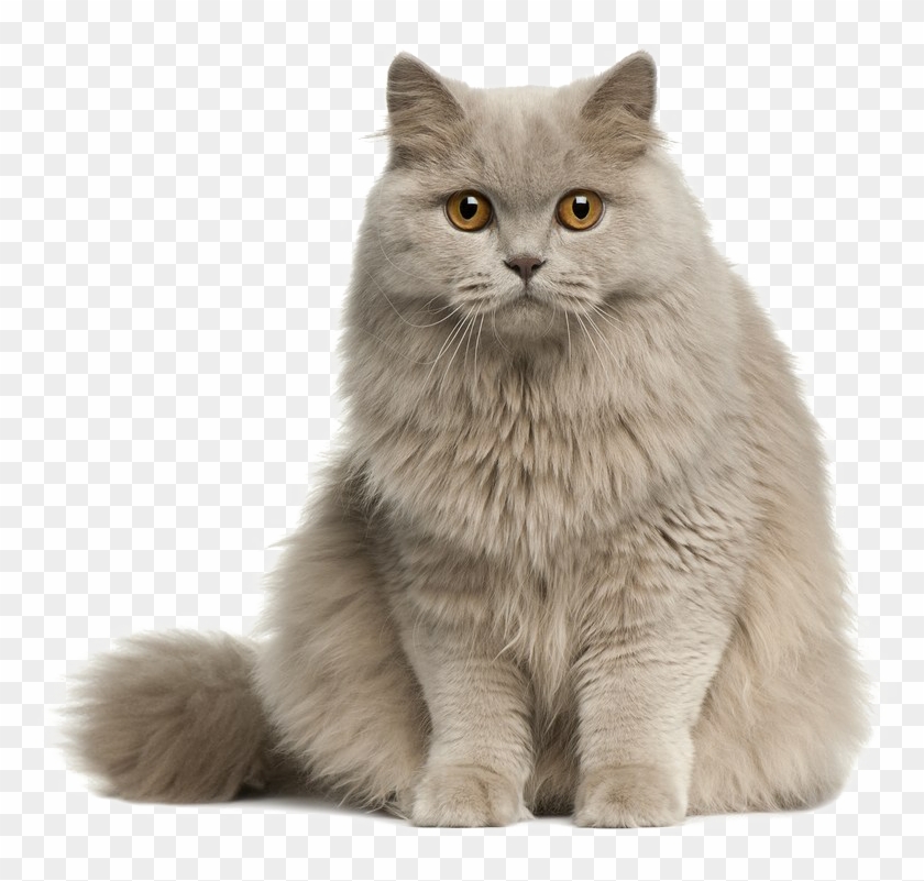 Cute Cat Transparent Image - Longhair Cat Png Clipart