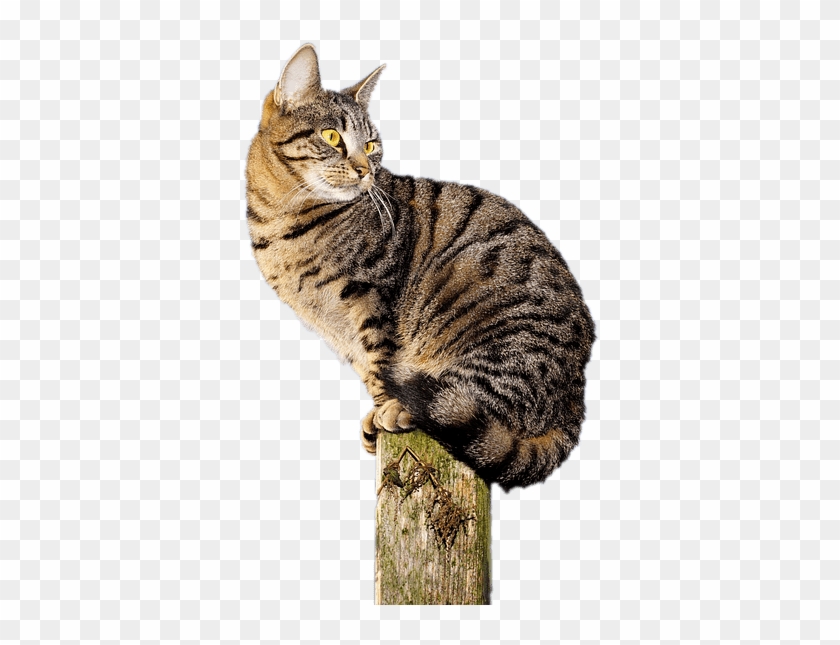 Cat Acrobat - Cat Clipart #620103