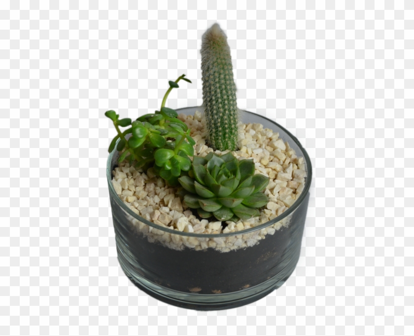 Cactus In Flowerpot - Flowerpot Clipart #620186