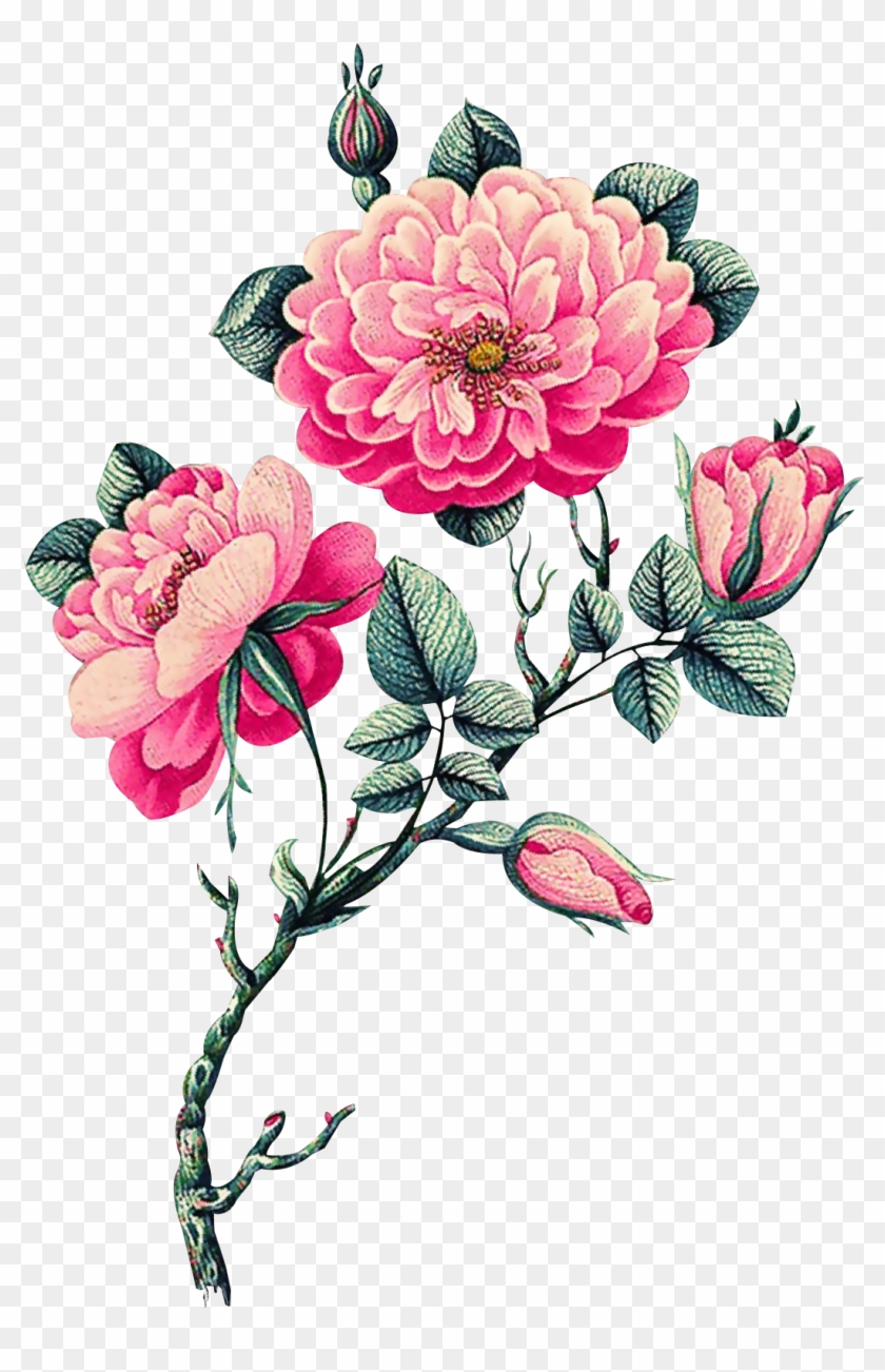 Vector Flowers, Botanical Flowers, Tropical Flowers, - Common Peony Clipart #620217