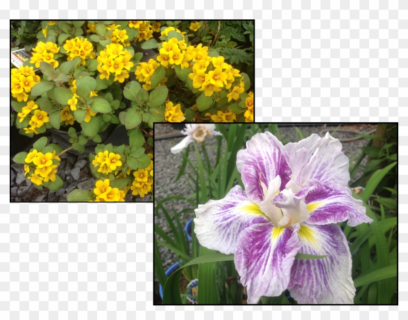 Tropical Flowers Page - Iris Clipart