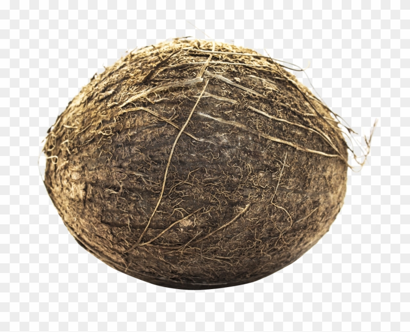 Coconut Png Transparent Image - Hay Clipart