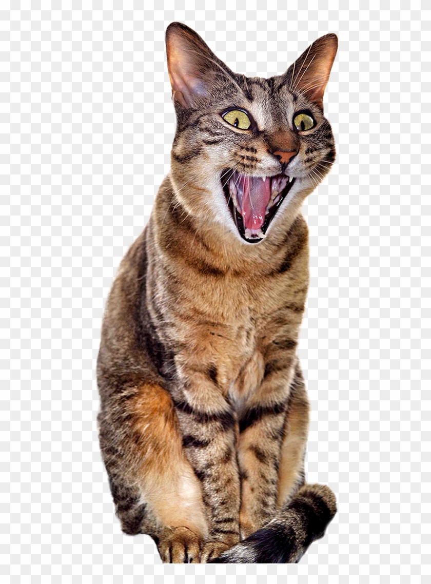 Surprised Cat [480 × 1058] - Yawning Cat Transparent Background Clipart
