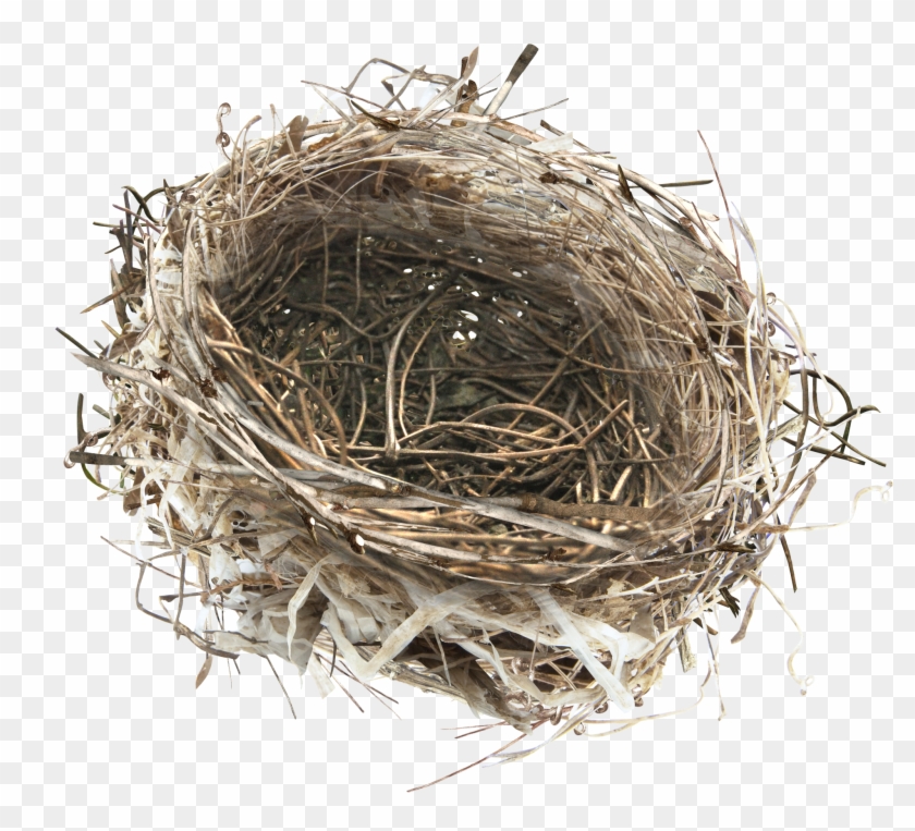 Bird Nest Png Clipart #620523