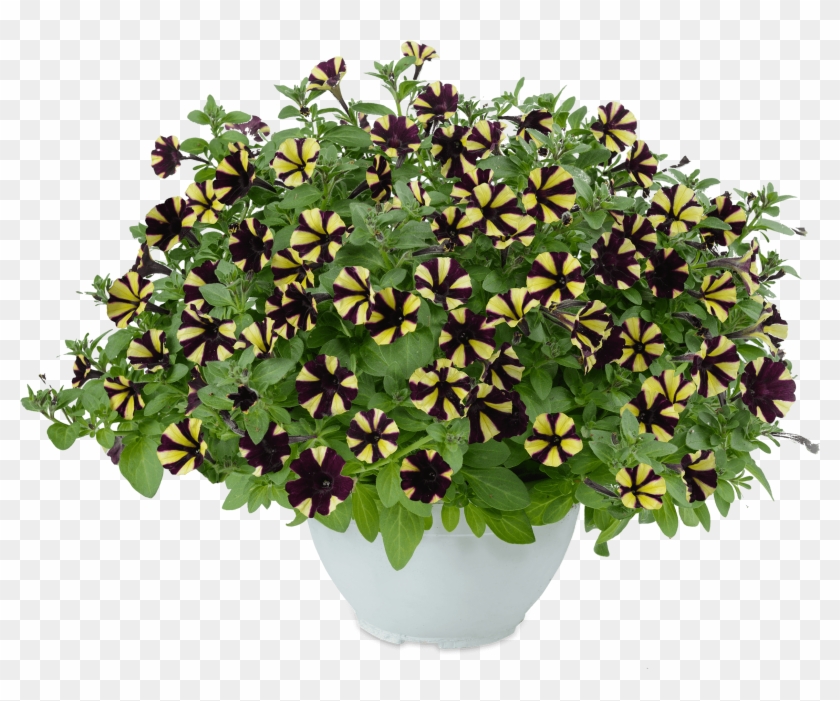 Download Image - Flowerpot Clipart #620808
