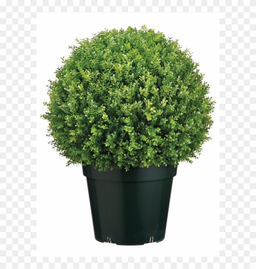 28" Plastic Baby's Tear Ball Topiary In Pot Two Tone - Oregano Topf Clipart