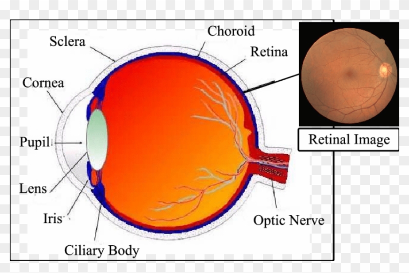 Free Png Download Human Eye Cross Png Images Background - Features Of An Eye Clipart #626703