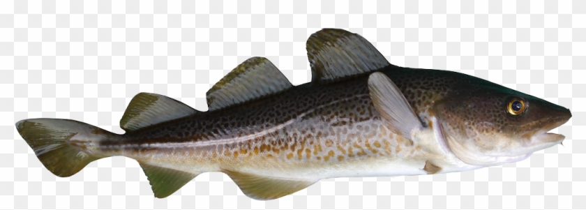 Baltic Cod - Треска Пнг Clipart