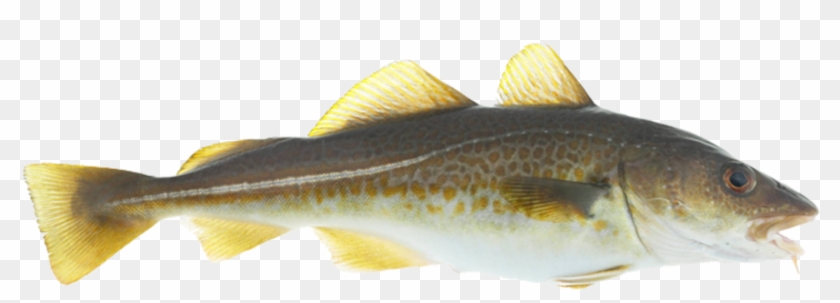 Difference Between Cod And Fish Clipart #627851