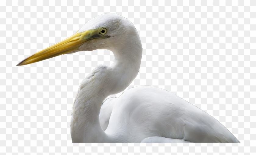 Crane, Bird, Bill, White, Yellow, Plumage, Png - Great Egret Clipart #629288