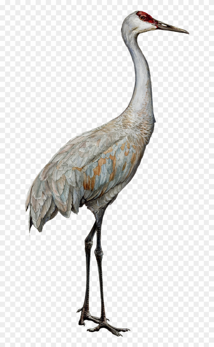 Png Download Bird Heights Ericktoussaint Sandhillcranesmallerpng - Sandhill Crane Clipart #629424