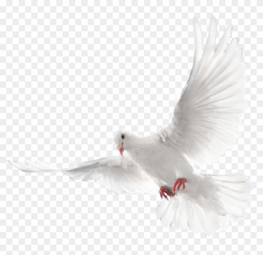 Holy Spirit Png - White Dove Flying Png Clipart #630323