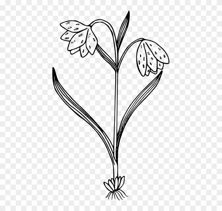 Wild Flowers Png Black And White Clipart