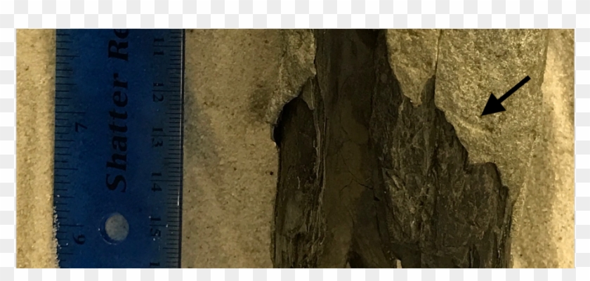 Possible Shark Bite Mark On A Dinosaur Bone For - Pit Cave Clipart #631380