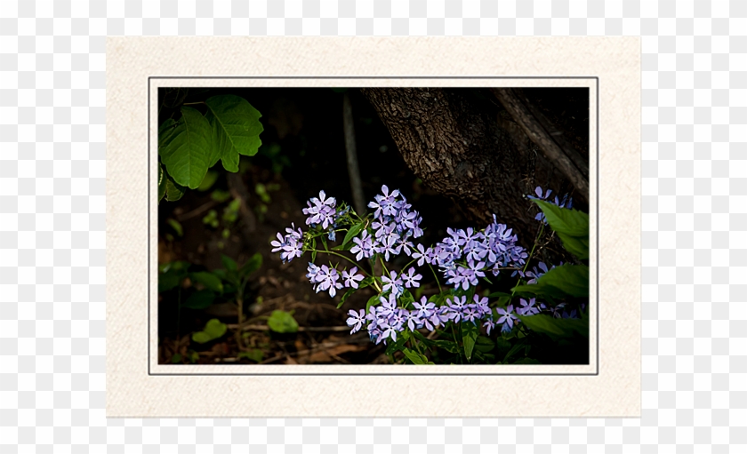 Wildflowers In The Forest - Blue Wood Aster Clipart