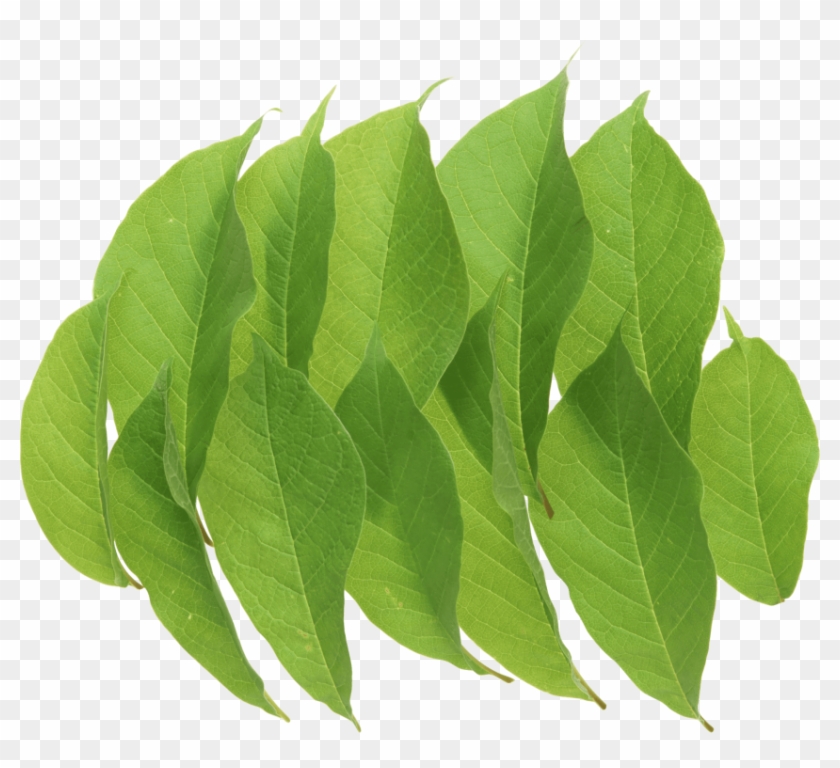 Free Png Green Leaves Png Images Transparent - Portable Network Graphics Clipart #632137