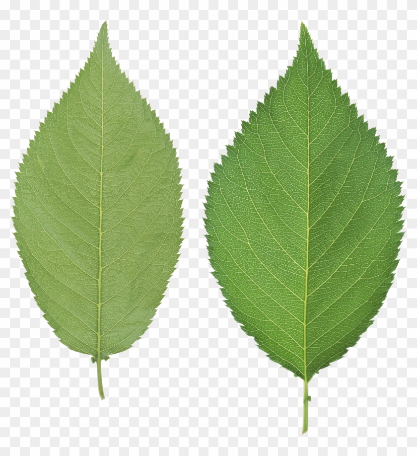 Green Leaves Png Image Clipart #632194