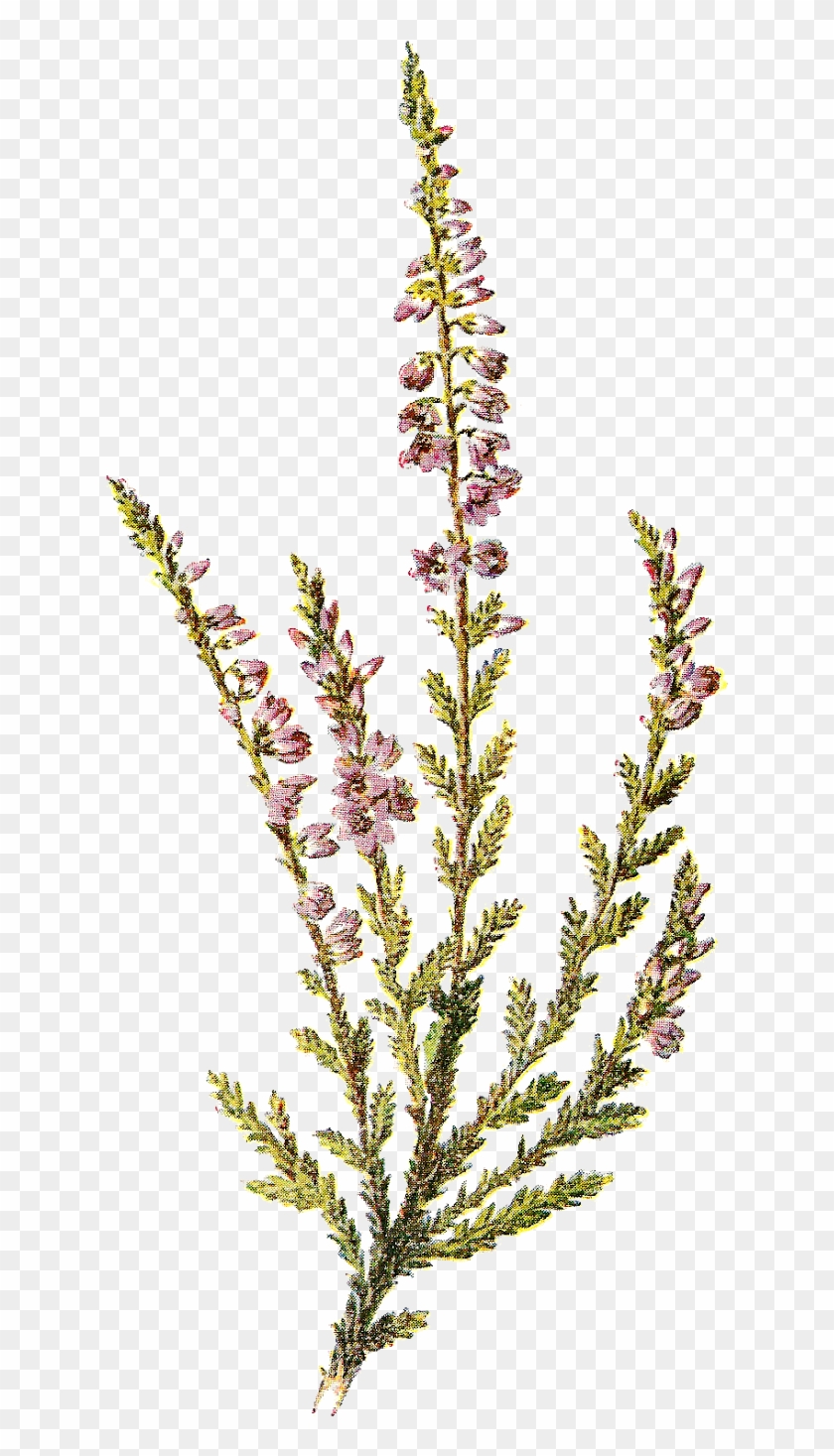 Digital Wildflower Artwork Illustrations Downloads - Southernwood Clipart